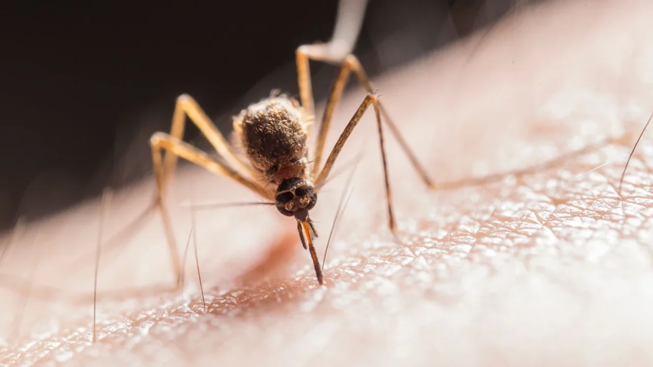 A close-up photograph of a mosquito piercing human skin with its proboscis to feed on blood.