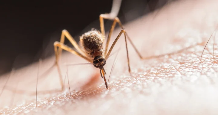 A close-up photograph of a mosquito piercing human skin with its proboscis to feed on blood.