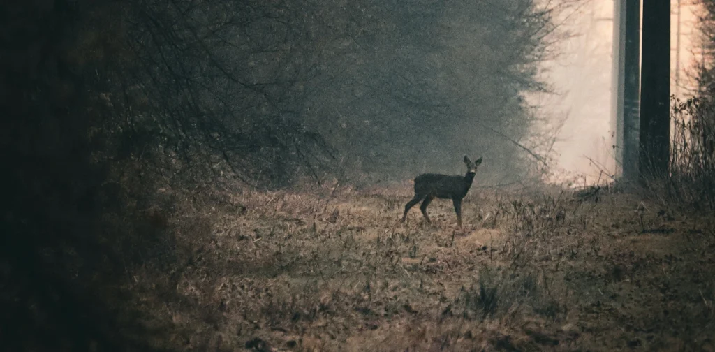 a deer standing at the edge of a forest