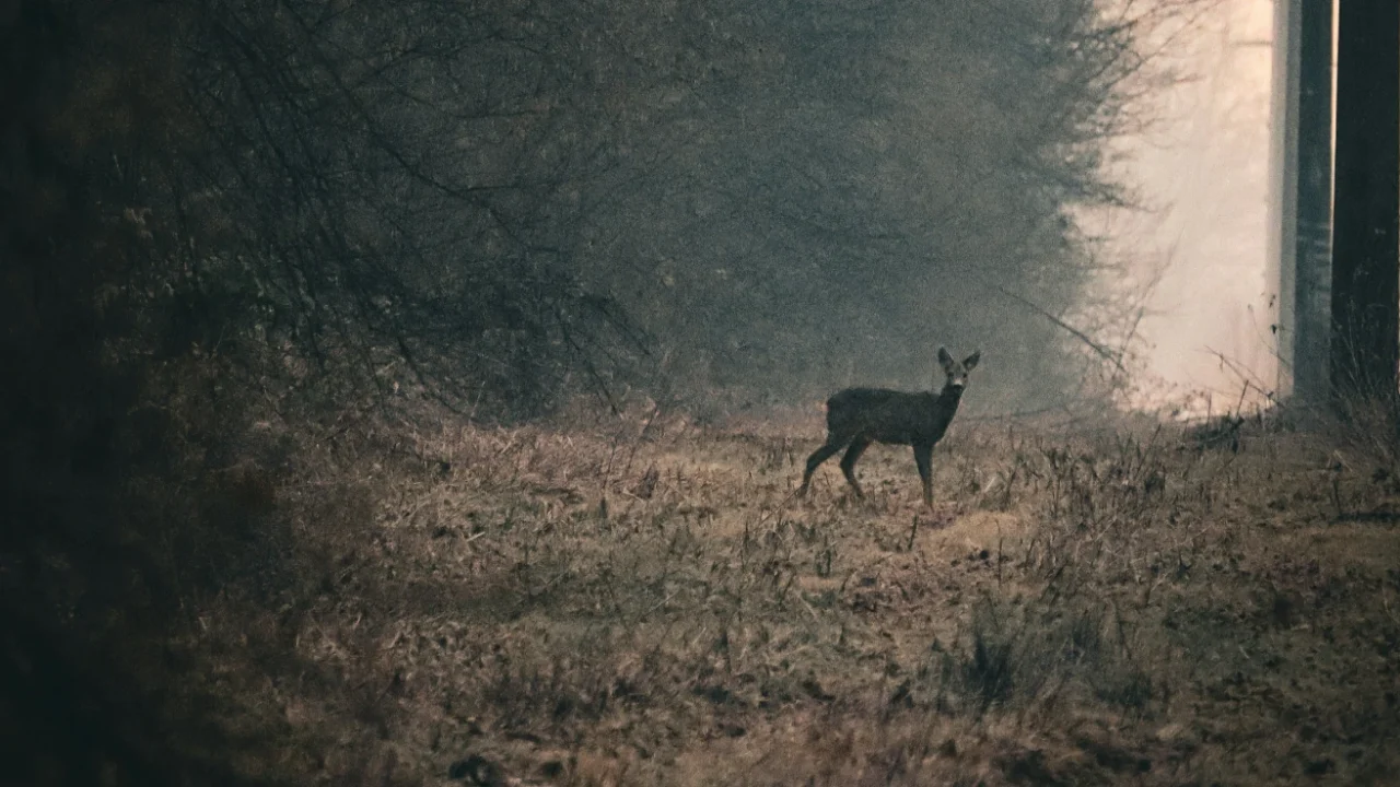 a deer standing at the edge of a forest
