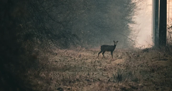 a deer standing at the edge of a forest