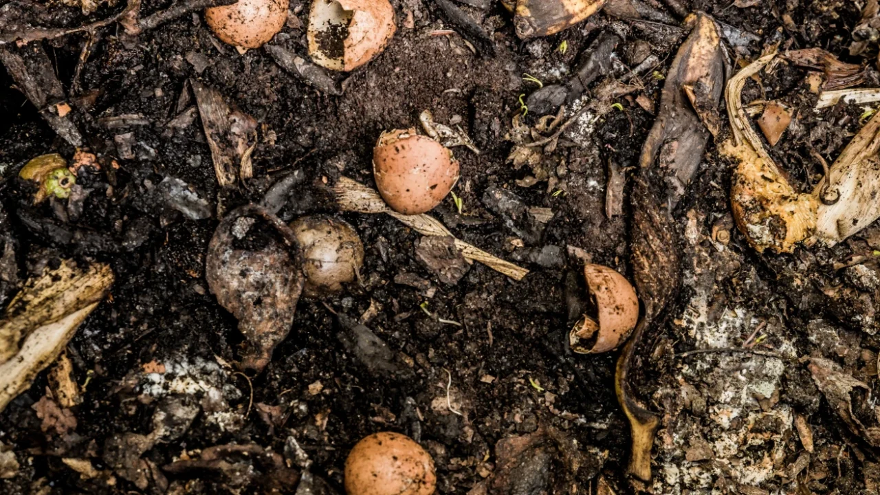 Food scraps in a compost heap