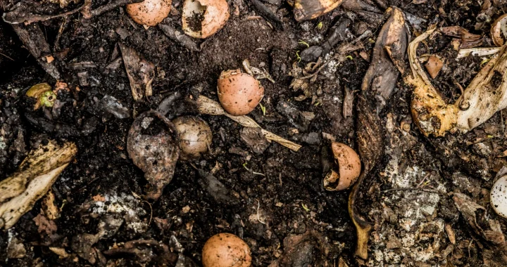 Food scraps in a compost heap